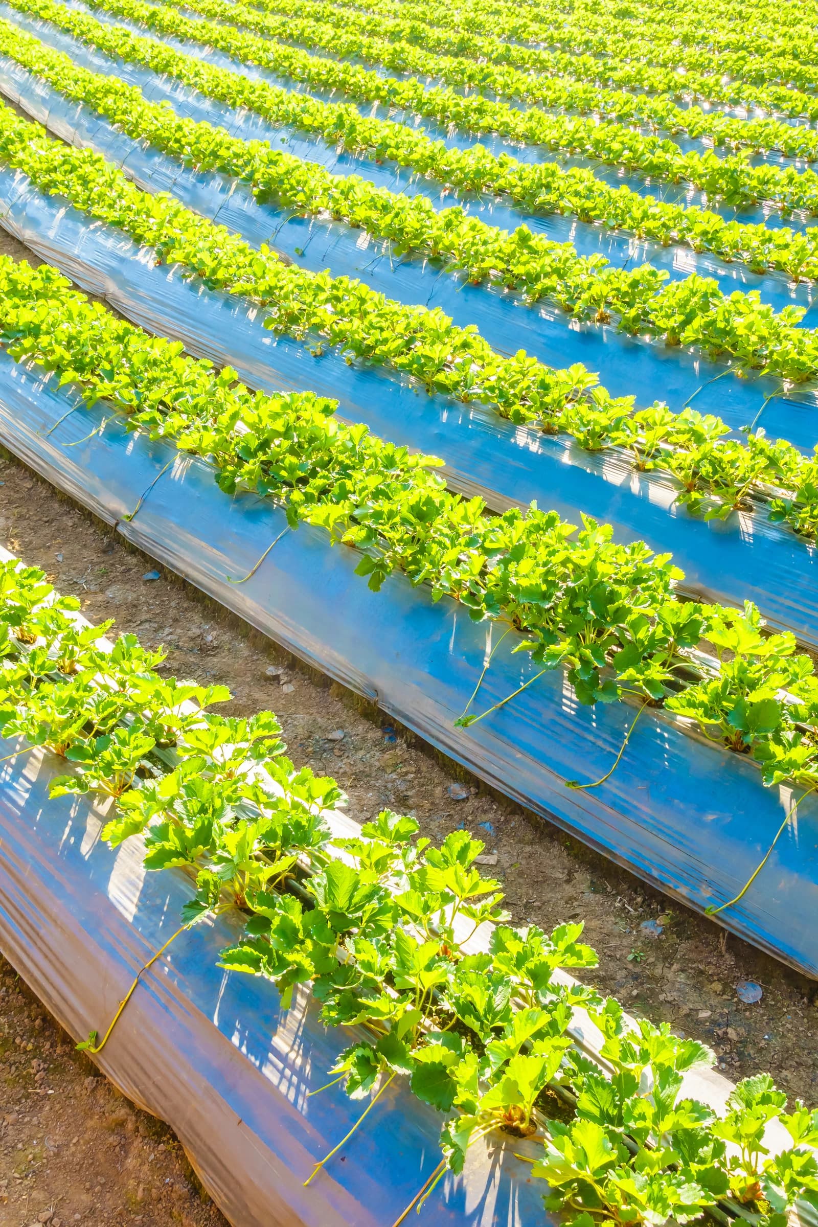 Row-based outdoor field crop environment